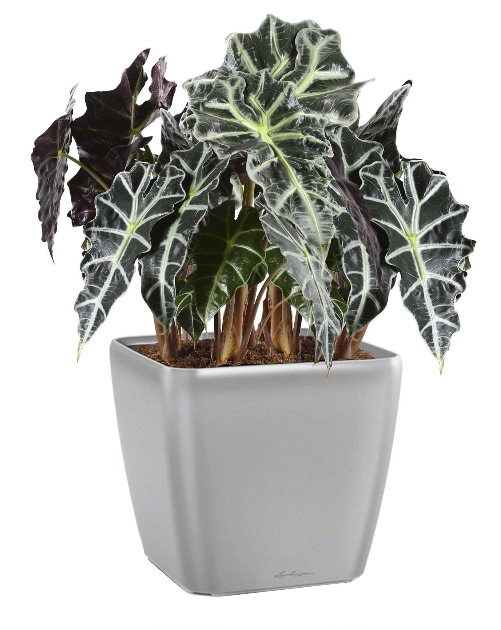 Alocasia Polly in LECHUZA QUADRO LS Self-watering Planter, Total Height 70 cm