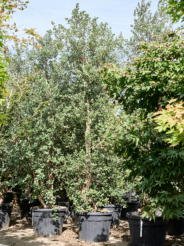 Quercus suber