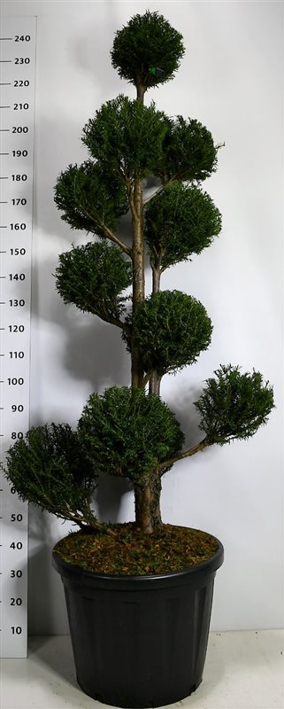 Photogenic English Yew Taxus baccata