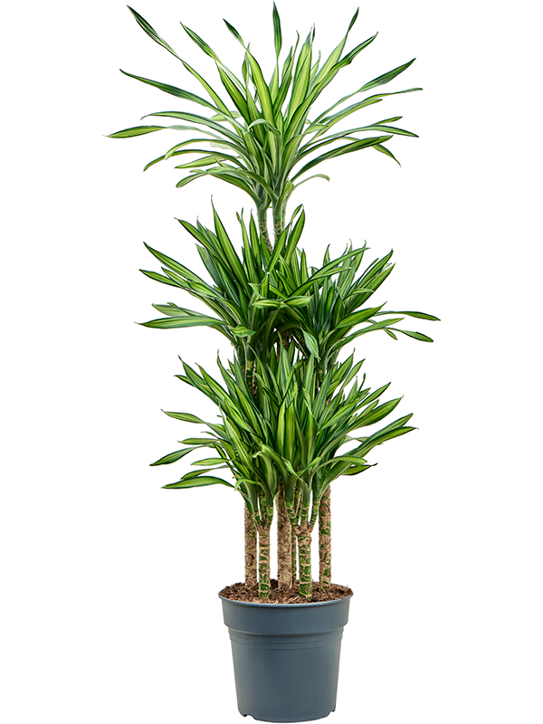 Easy-Care Corn Plant Dracaena fragrans 'Riki' Tall Indoor House Plants Trees