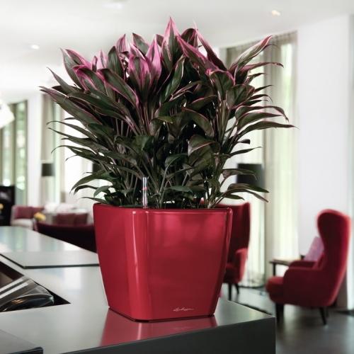 LECHUZA Quadro LS Square Poly Resin Self-watering Planter