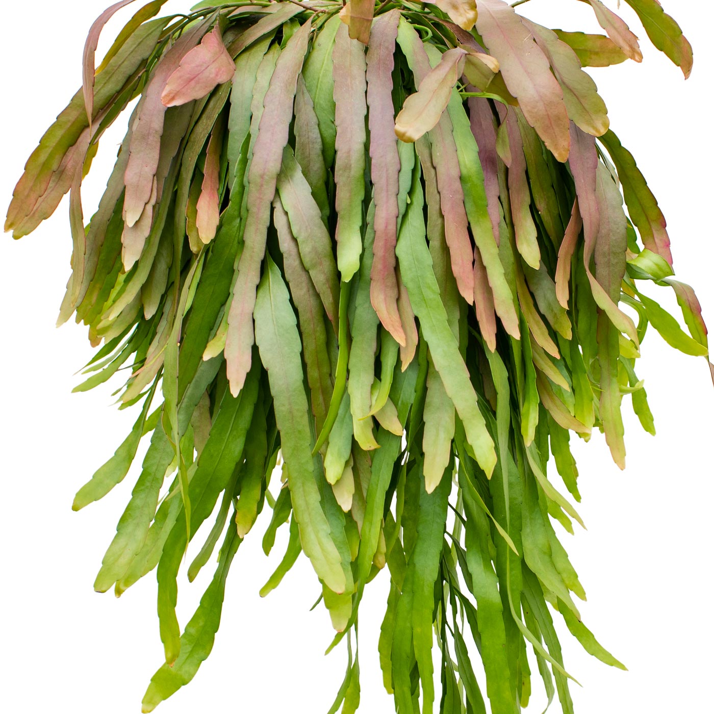 Photogenic Mistletoe Cactus Rhipsalis ramulosa 'Red Coral' Indoor House Plants