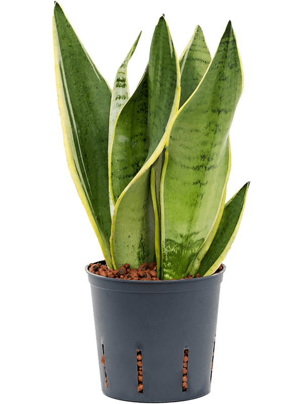 Easy-Care Snake Plant Sansevieria trifasciata 'Snow White' Indoor House Plants