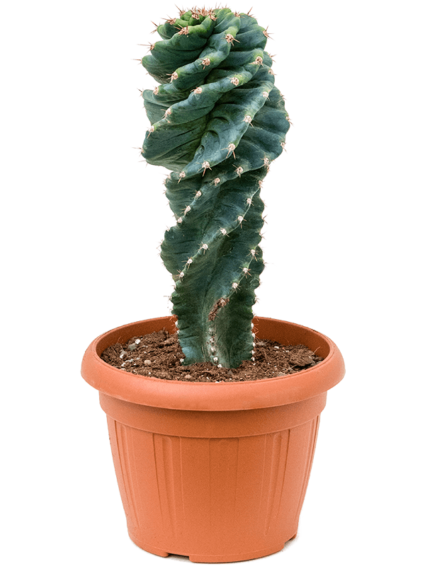Fancy Queen of the Night Cereus jamacaru 'Spiralis' Indoor House Plants