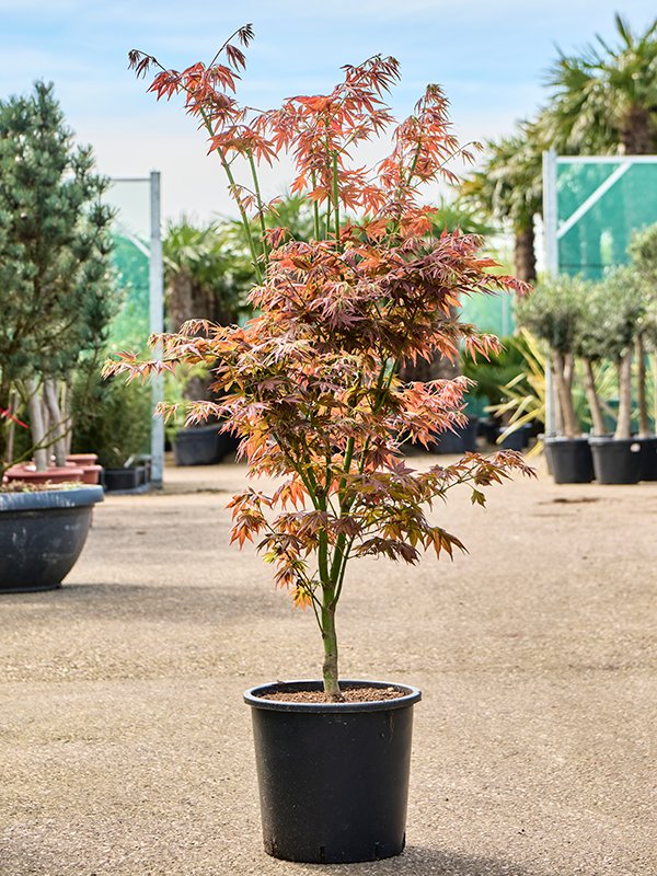 Acer jap. 'Green' (120-150)