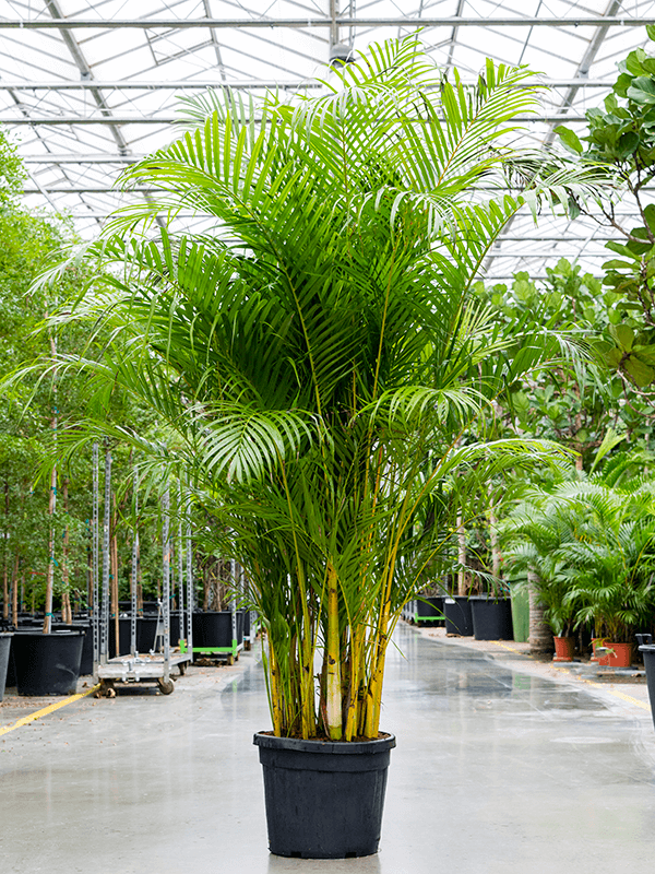 Lush Areca Palm Dypsis (Areca) lutescens Indoor House Plants
