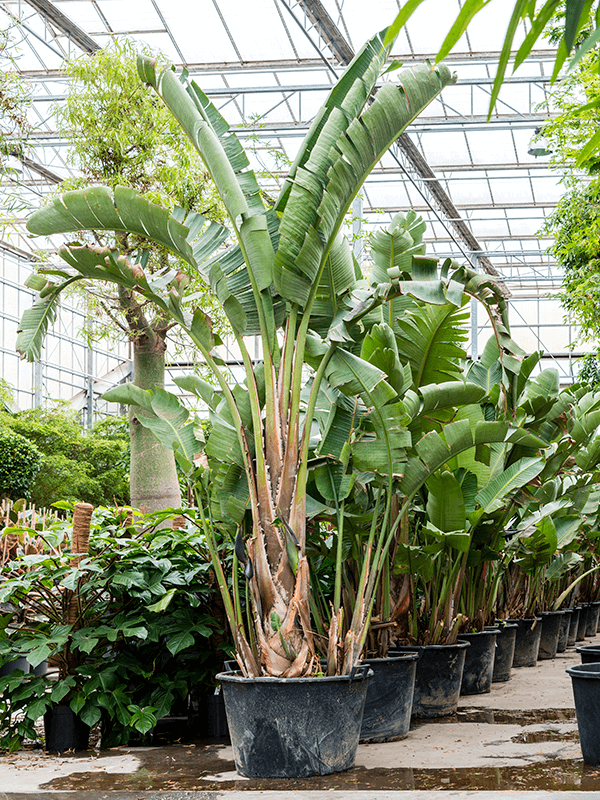 Tropical Bird of Paradise Strelitzia nicolai Indoor House Plants