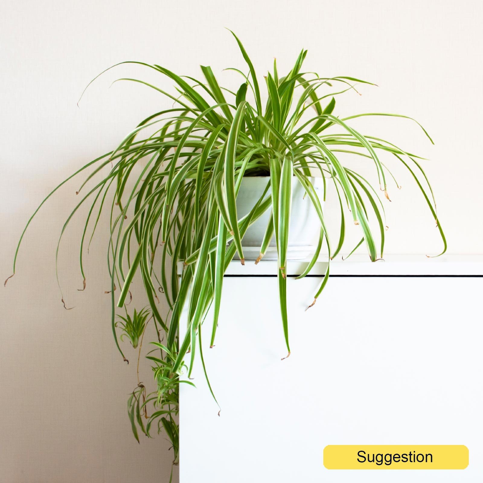 Shade-loving Spider Plant Chlorophytum comosum 'Vittatum' Indoor House Plants