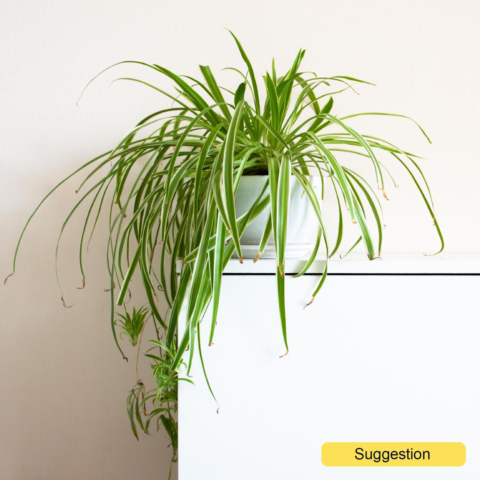Shade-loving Spider Plant Chlorophytum comosum 'Vittatum' Indoor House Plants