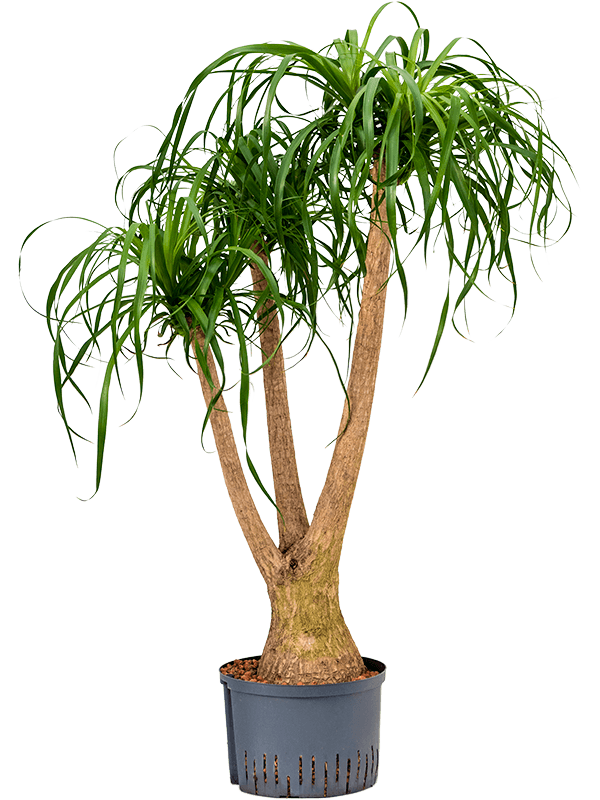 Tropical Ponytail Palm Beaucarnea recurvata Tall Indoor House Plants Trees