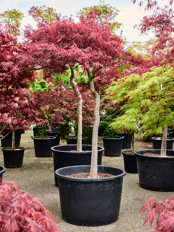 Acer pal. diss. 'Stella Rossa'
