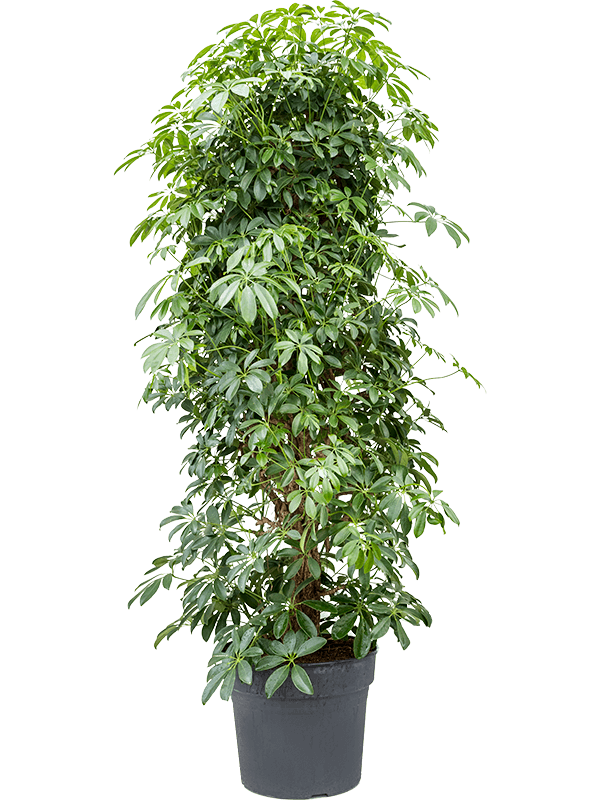 Easy-Care Umbrella Tree Schefflera arboricola 'Compacta' Tall Indoor House Plants Trees