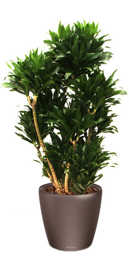 Dracaena Fragrans Compacta in LECHUZA CLASSICO LS Self-watering Planter, Total Height 105 cm