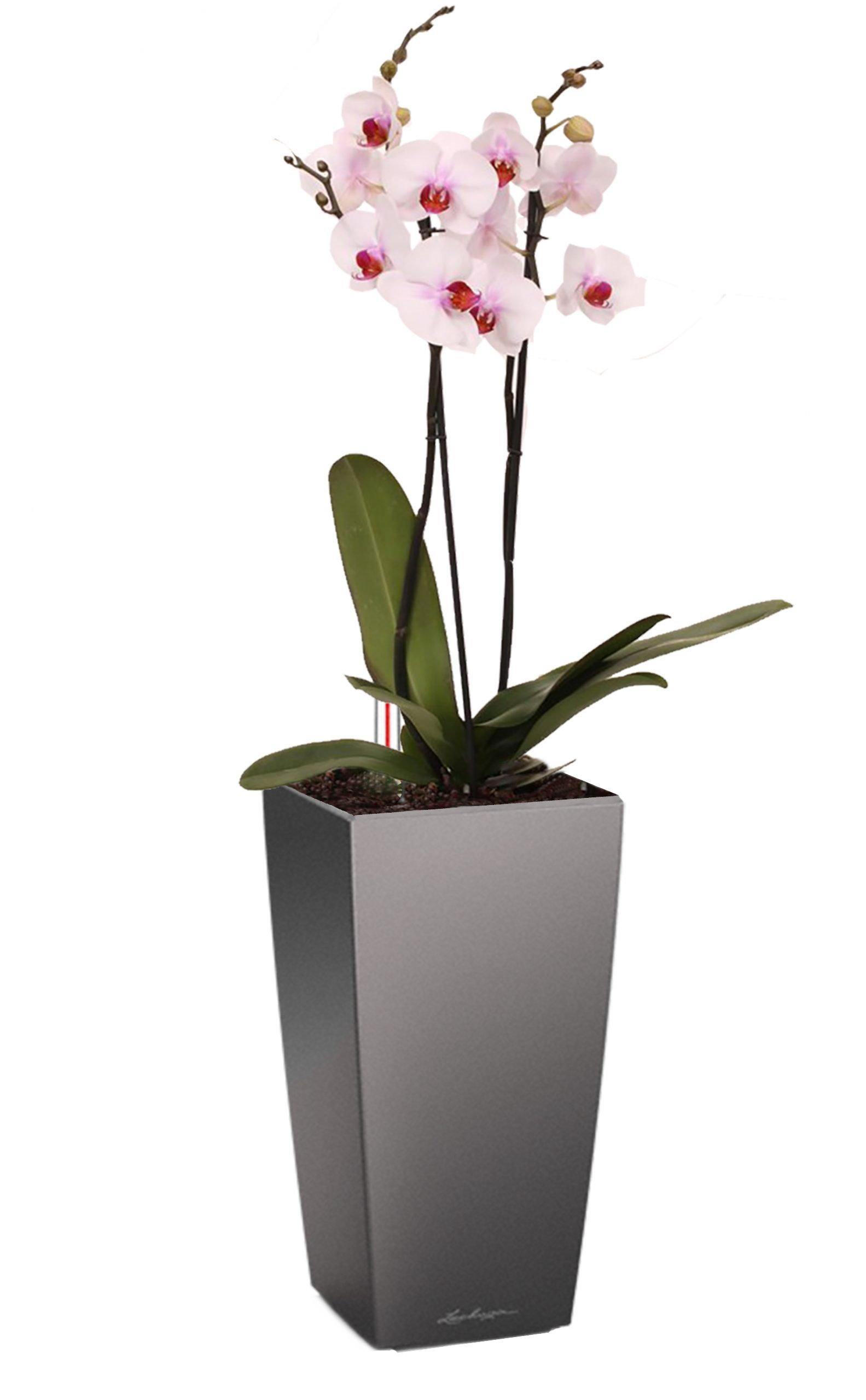 Blooming Phalaenopsis Orchid Standart in LECHUZA MAXI-CUBI Self-watering Planter, Total Height 50 cm