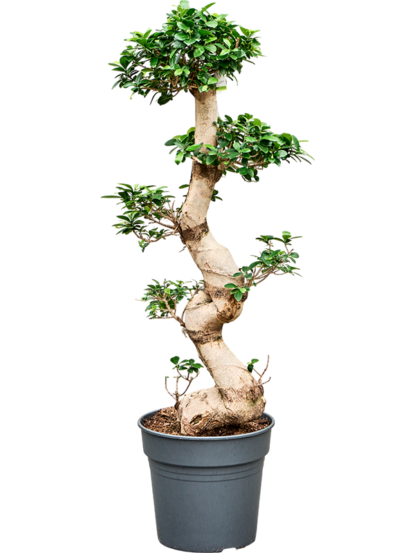 Lush Curtain Fig Ficus microcarpa 'Compacta' Tall Indoor House Plants Trees