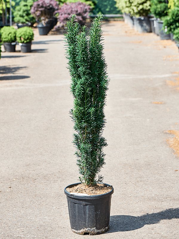 Photogenic English Yew Taxus baccata 'Fastigiata Robusta' Outdoor Plants