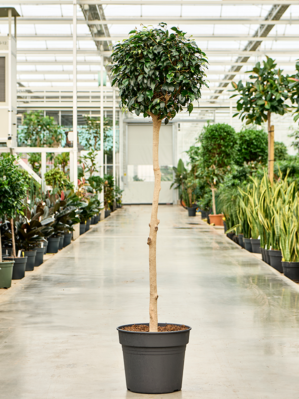 Lush Weeping Fig Ficus benjamina 'Danielle' Indoor House Plants