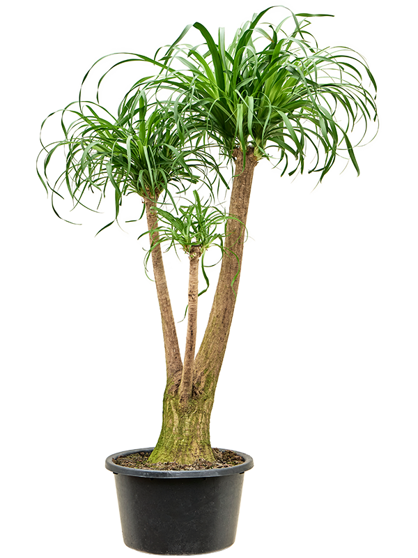 Tropical Ponytail Palm Beaucarnea recurvata Tall Indoor House Plants Trees