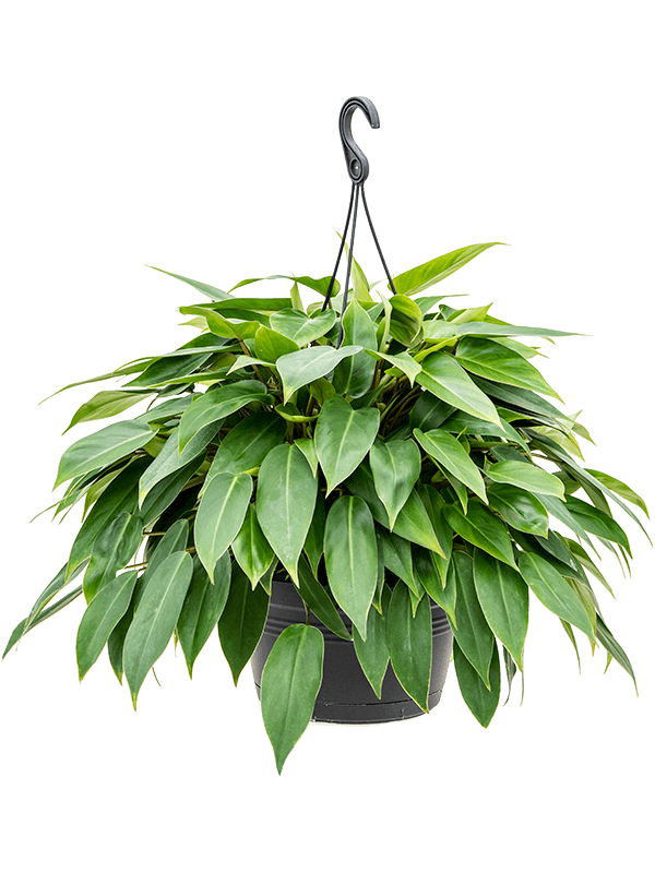 Lush Heart-Leaf Philodendron 'Minii' Indoor House Plants