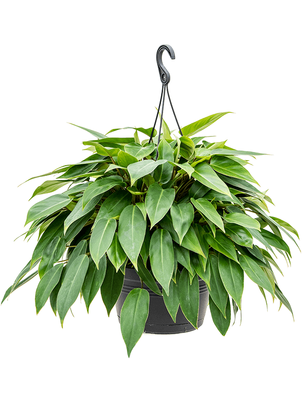 Lush Heart-Leaf Philodendron 'Minii' Indoor House Plants