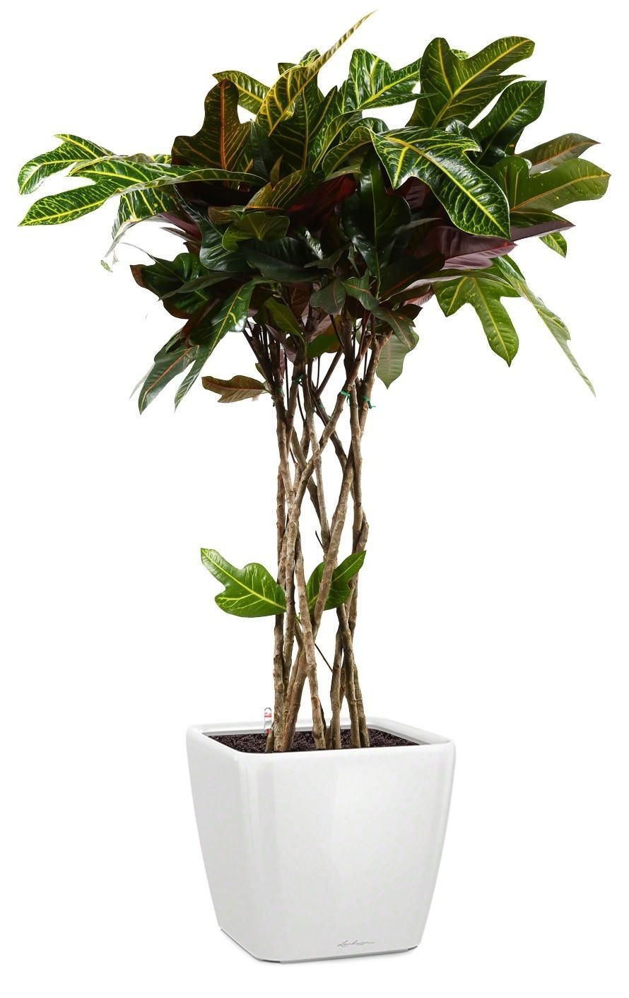 Codiaeum Cylinder in LECHUZA QUADRO LS Self-watering Planter, Total Height 120 cm
