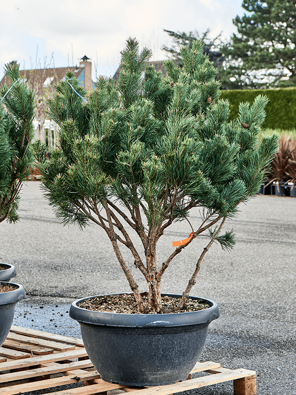 Showy Scots Pine Pinus sylvestris 'Watereri Nana' (80-90) Outdoor Plants
