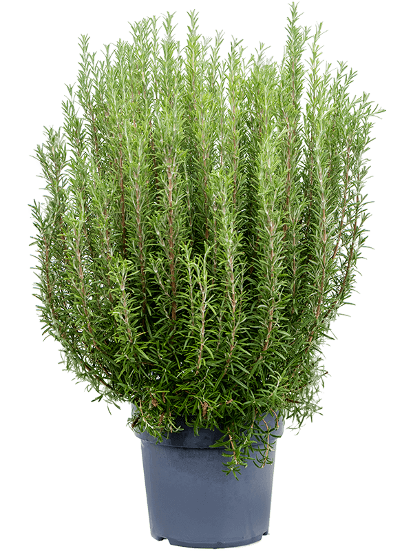 Cute Rosemary Rosmarinus officinalis Indoor House Plants