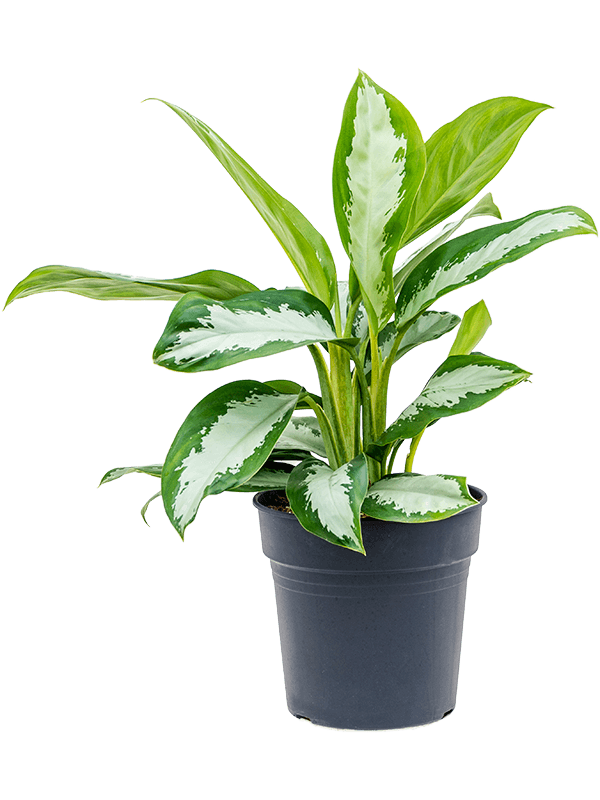 Striking Chinese Evergreen Aglaonema 'Diamond Bay' Indoor House Plants