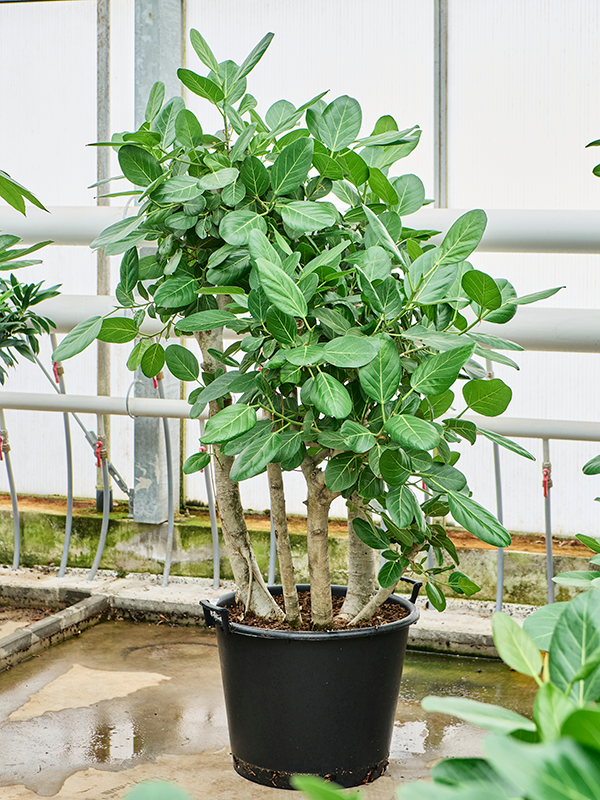 Lush Banyan Fig Ficus benghalensis (400-450) Tall Indoor House Plants Trees