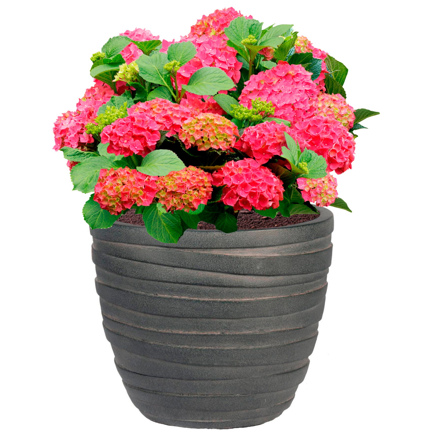 IDEALIST Lite Row Light Concrete Egg Planter