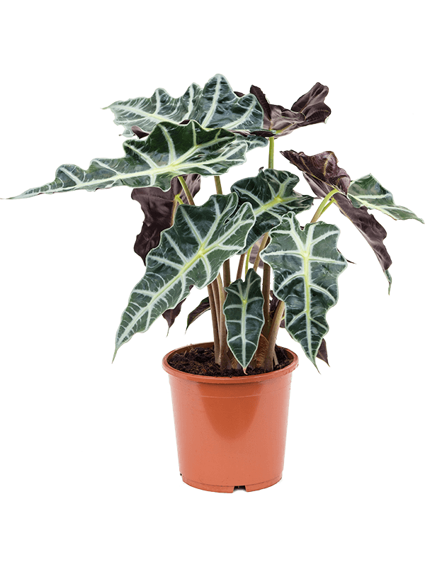 Striking Elephant Ear Alocasia 'Polly' Indoor House Plants