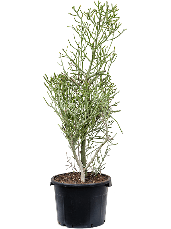 Easy-Care African Milk Tree Euphorbia fiherenensis Indoor House Plants