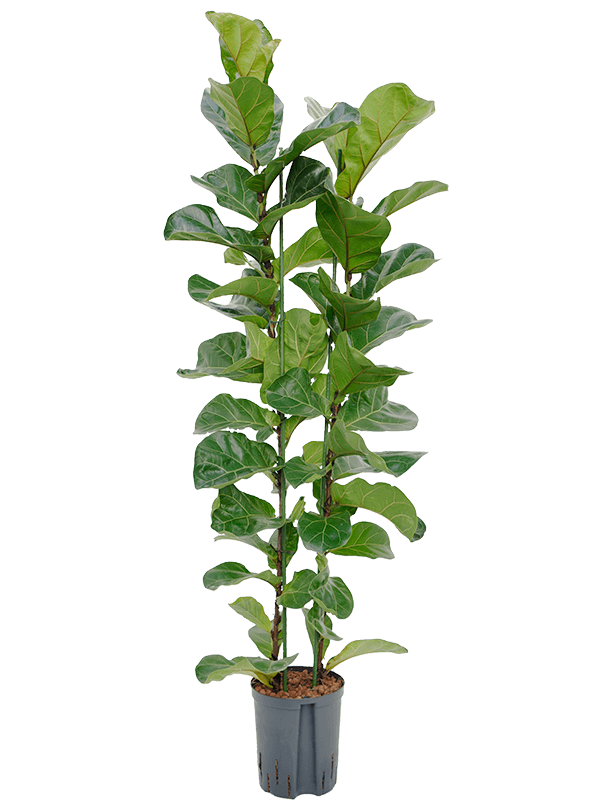 Lush Fiddle Leaf Fig Tree Ficus lyrata 'Bambino' Indoor House Plants
