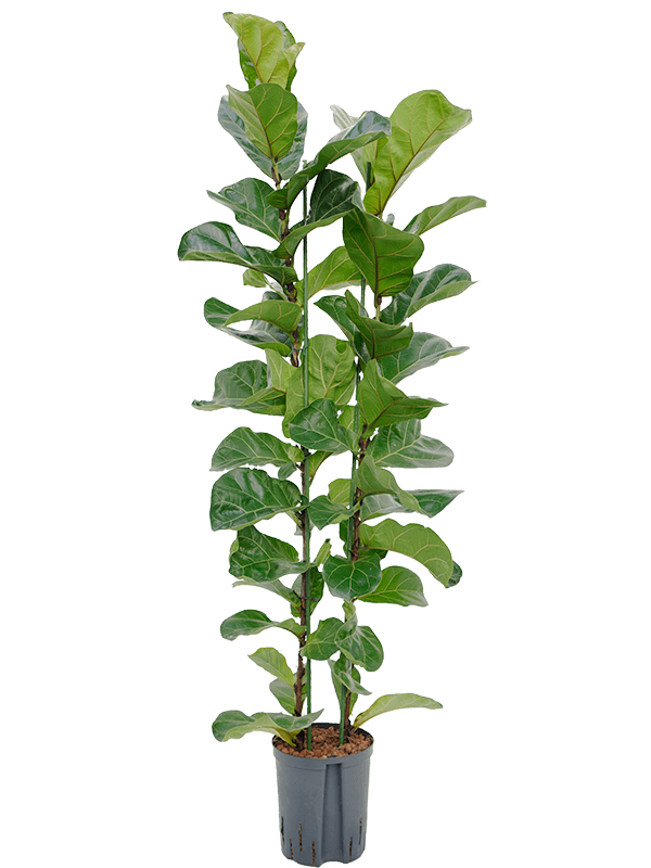 Lush Fiddle Leaf Fig Tree Ficus lyrata 'Bambino' Indoor House Plants