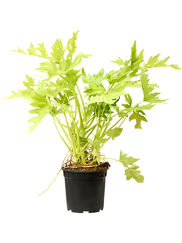 Philodendron selloum 'Gold'