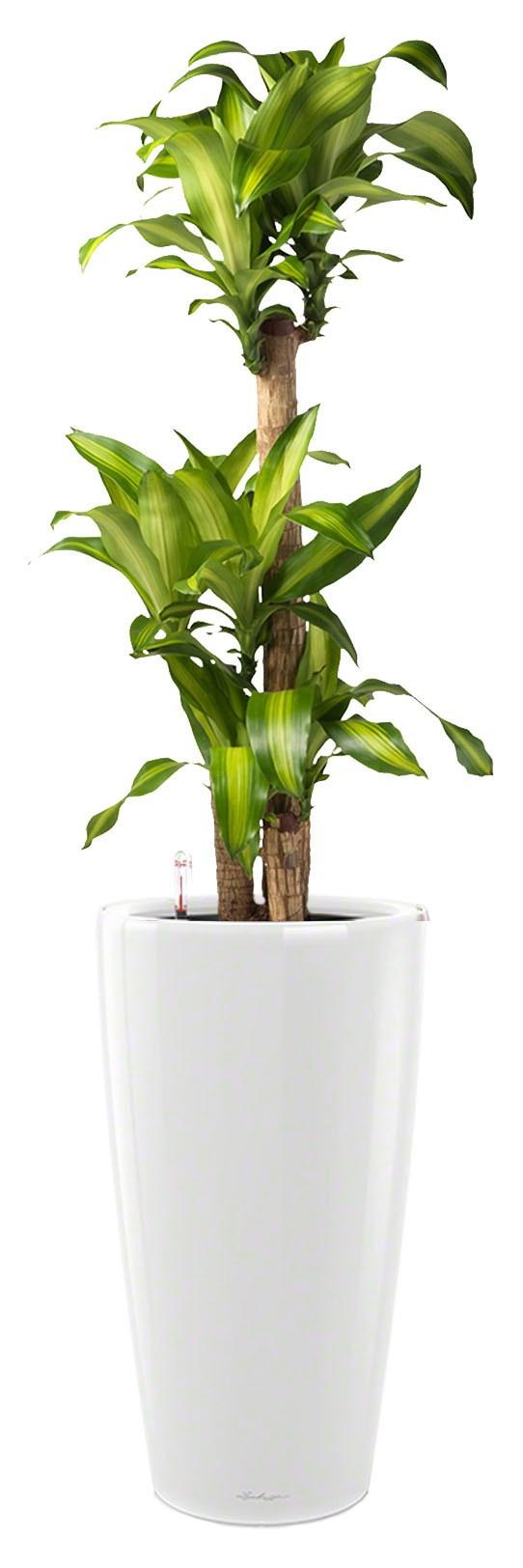 Dracaena Fragrans Massangeana in LECHUZA RONDO Self-watering Planter, Total Height 160 cm