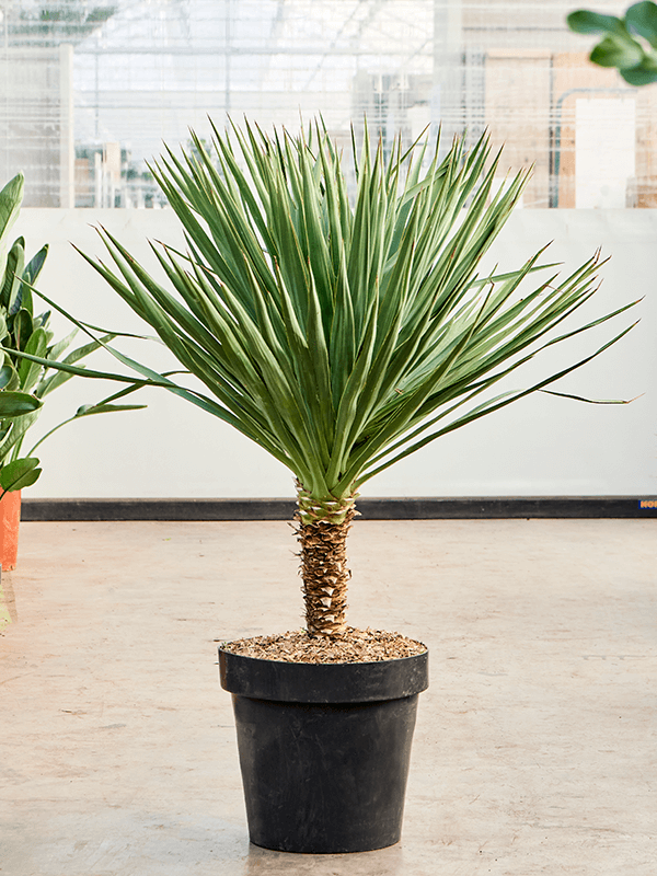 Photogenic Palm Lily Yucca gloriosa (140-160) Tall Indoor House Plants Trees