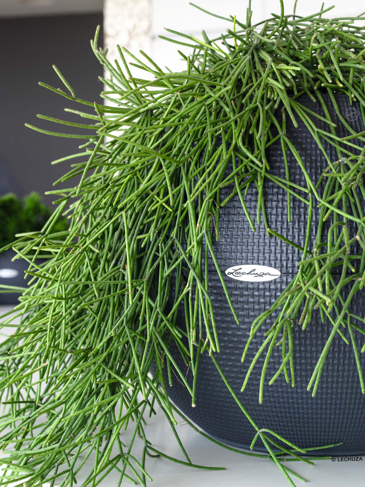 LECHUZA PURO Color Round Poly Resin Self-watering Planter