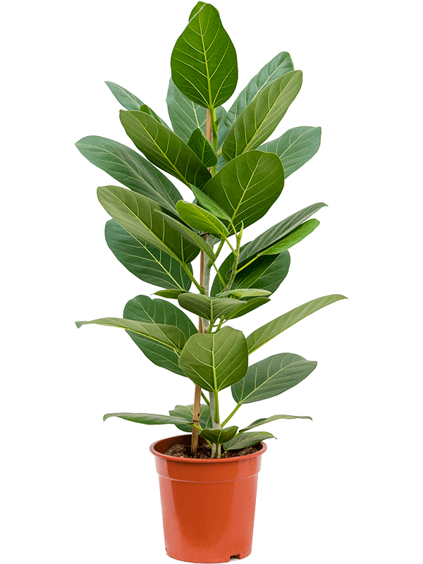 Lush Banyan Fig Ficus benghalensis 'Audrey' Indoor House Plants