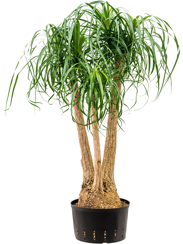 Tropical Ponytail Palm Beaucarnea recurvata Tall Indoor House Plants Trees