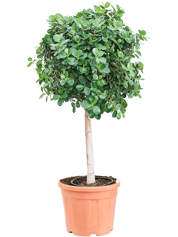 Lush Weeping Fig Ficus panda Tall Indoor House Plants Trees