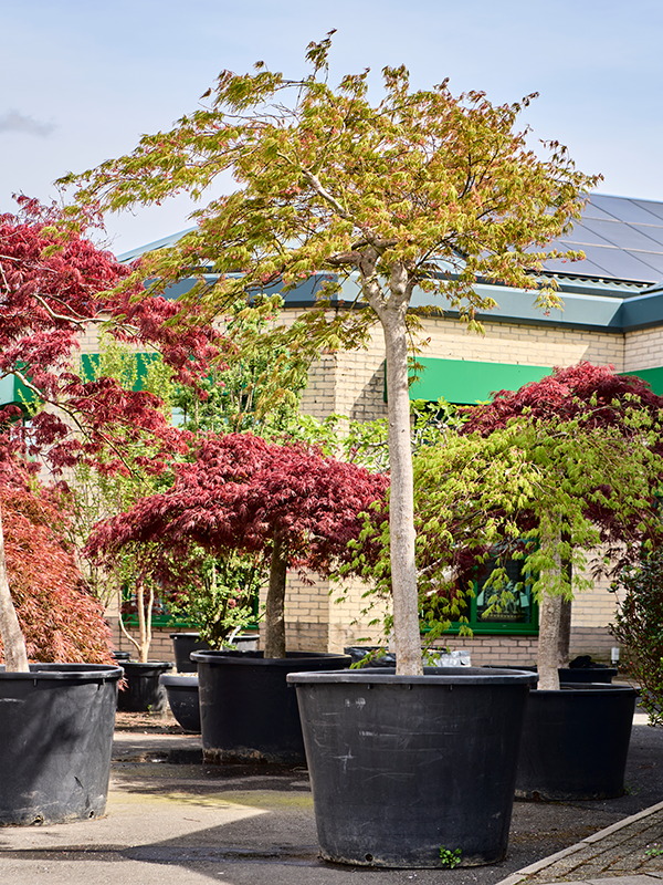Acer pal. diss. 'Green Globe'