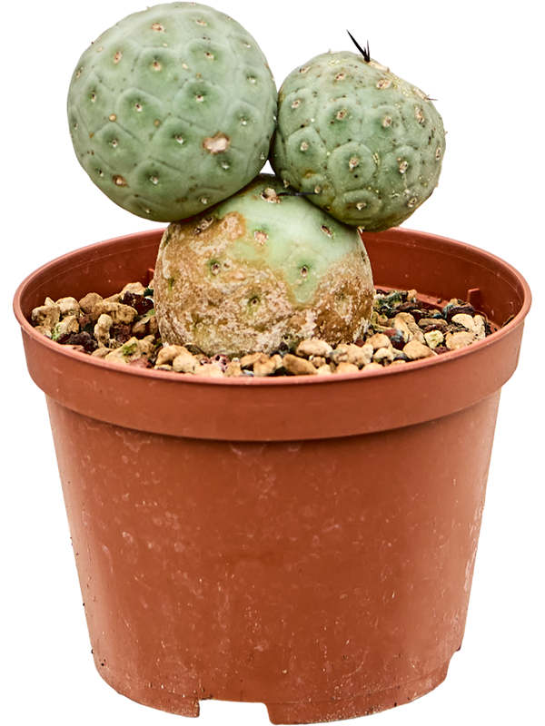 Tephrocactus geometricus