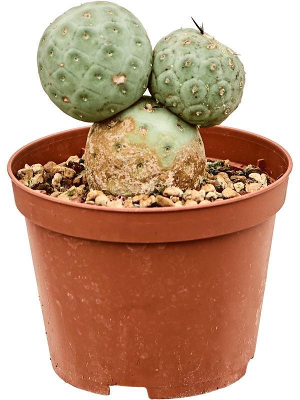 Tephrocactus geometricus