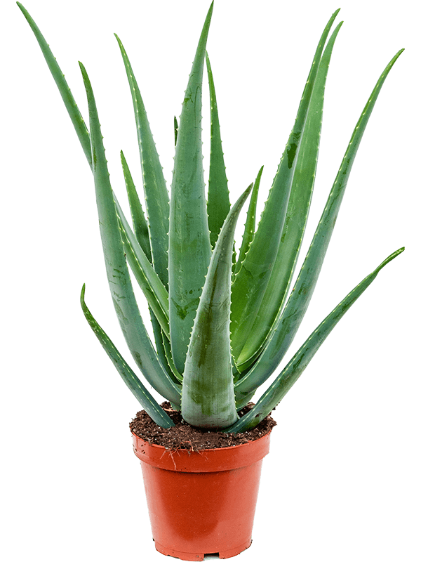 Easy-Care Medicinal Aloe vera barbadensis Indoor House Plants