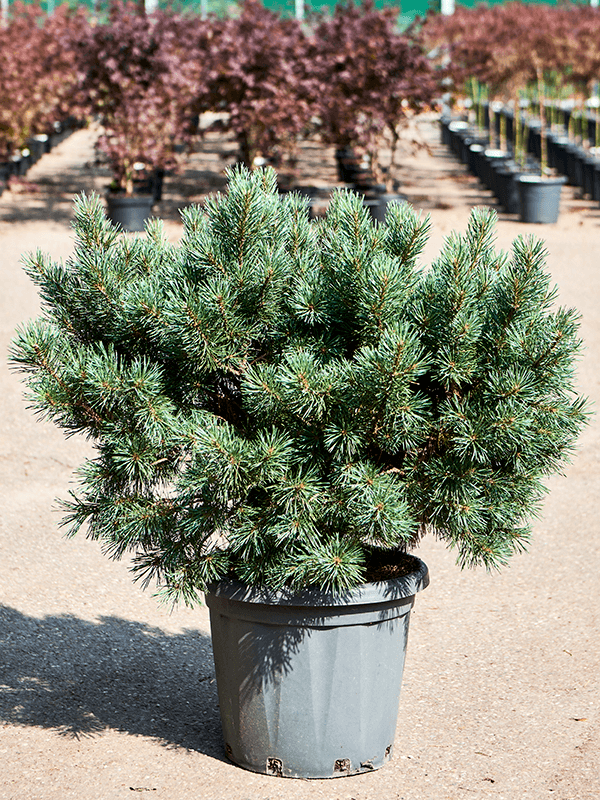 Showy Scots Pine Pinus sylvestris 'Watereri Nana' (80-90) Outdoor Plants