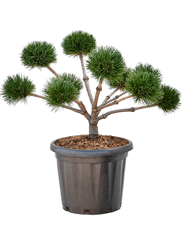 Pinus nigra 'Brepo'