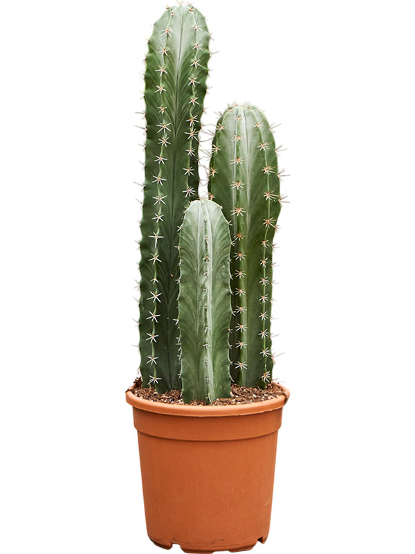 Easy-Care Gray Ghost Cactus Stenocereus pruinosus Indoor House Plants