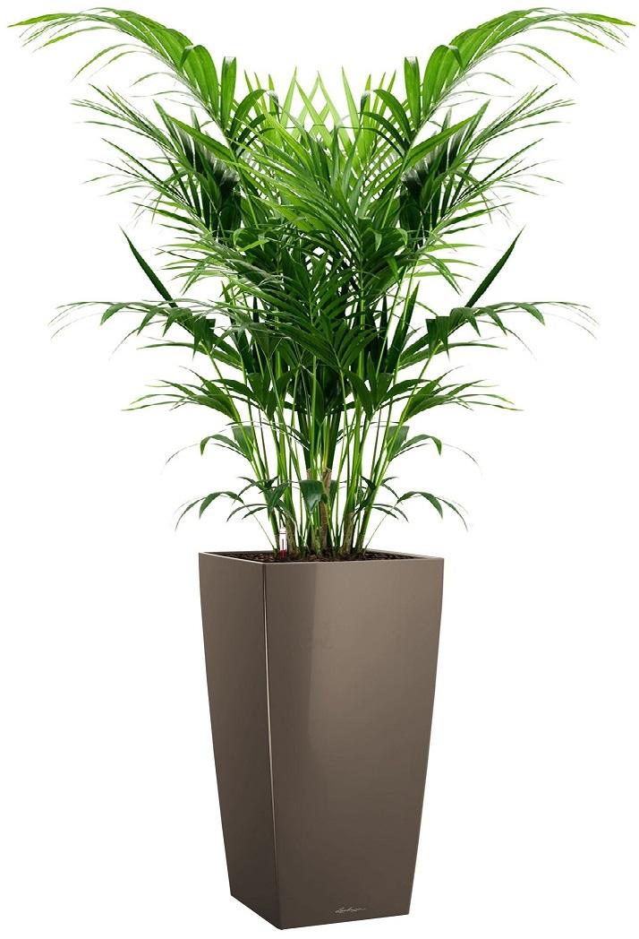 Howea Forsteriana in LECHUZA CUBICO Self-watering Planter, Total Height 150 cm