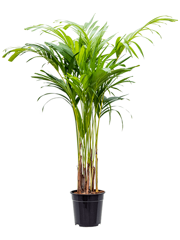 Lush Manila Palm Veitchia (Adonidia) Merrillii Indoor House Plants